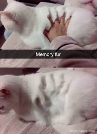 10 Hilarious Cat Snapchats That Will Make Your Day Animal Jokes Funny Animal Pictures Funny Animals