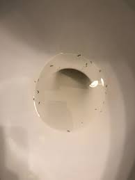 The cracks on the pipe serve as an entrance that earthworms go through. Drain Worms In Toilet Homeowners