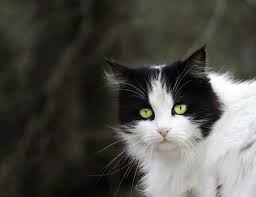 Fotograf Ugur Yavuz Kedi Kedi Miyav Dedi Pinterest