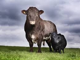 A Cow Named Swallow Who Stand 33 Inches Tall Has Given Birth To 9 Normal Sized Calves With Her Is Her Son Freddie Mini Cows Barnyard Animals Miniature Cows