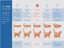 40 prototypic kitten weight chart 14 weeks