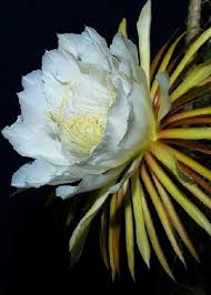 Tropica Queen Of The Night Selinecerus Grandiflorus 40 Seeds Cacti Succulents Learn More By Visiting The Image Link Cacti And Succulents Succulents Seeds