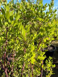 Image result for Macrotyloma densiflorum