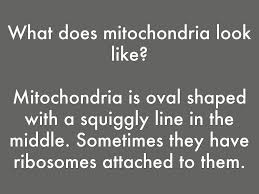 Mitochondria is the powerhouse of the cell poem. Mitochondria By Valerie Hall