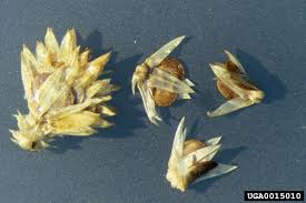 Image result for Alternanthera sessilis