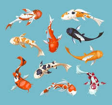 Koi Carps Koi Japanese Fish Vector Illustration Aquarium Illustration In 2020 Fish Vector Illustration Japanese Fish