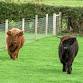 Meet Autumn and Heather, our Highland Cows event image