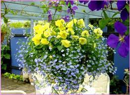 Www Myhangingbaskets Com Porch Flowers Garden Containers Beautiful Flowers