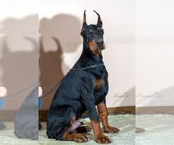 German pinscher puppies for sale founded in 1884, the akc is the recognized and trusted expert in breed, health and training information for dogs. View Ad Doberman Pinscher Puppy For Sale Near Moscow Moscow Russia Adn 172130