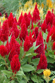 Large Brightly Colored Summer Plumes Of Fiery Red Set Against The Green Foliage On A Dense Compact Plant An Impressiv Flowers Celosia Flower Amazing Flowers