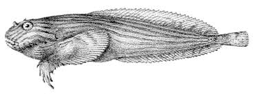 Image result for Liparis tridens