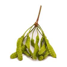 Image result for Parkia