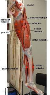 Muscles Anatomy Physiology Health Fitness Training Muscle Leg Muscle Anatomy Anatomy And Physiology Body Anatomy