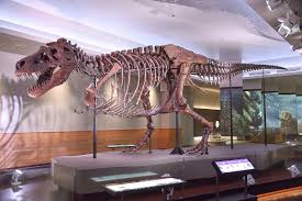 There is also a substantial likelihood that, in the intervening 63 million years, any that were frozen would have encountered conditions that would have melted the ice. Sue Dinosaur Wikipedia