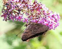 Check spelling or type a new query. Buddleia Butterfly Bush