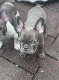 French bulldog puppies for sale in ny french bulldogs have erect bat ears and a charming, playful disposition. Athena Blue French Bulldog Puppy