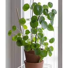 Pilea Peperomioides In My Living Room Pileapeperomioides Pilea Houseplants Chinesemoneypl Urban Garden Design Urban Garden House Plants Indoor