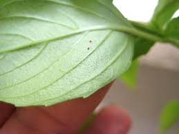 You have the common pests like aphids and whiteflies. Red Spider Mites And Eggs On A Basil Leaf Jimmy Tan S Photo Gallery