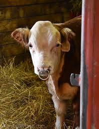 Bull Bling Why We Put Nose Rings In Our Bulls Cow Nose Ring Cow Nose Miniature Cattle