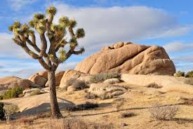 If you are still unsure with some definitions, don't. How A Tree And Its Moth Shaped The Mojave Desert Science Smithsonian Magazine
