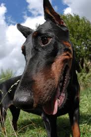 How To Feed A Doberman Pinscher Pets