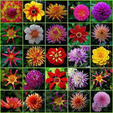 Dahlia Delight At Eden Dahlia Flower Beautiful Flowers Dahlia