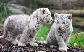 Hd Wallpaper Two Albino Tigers Animals White Tigers Baby Animals Mammal Wallpaper Flare