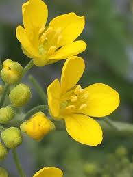 Image result for Physotrichia