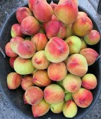 منتجات بلادي اليمن fruit peach yemen