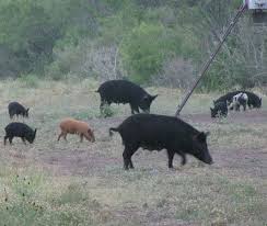 Hogs dislike heat, so hunt them at first and last light during warmer months. South Texas Hog Hunt South Southwest Trophy Hunting Facebook