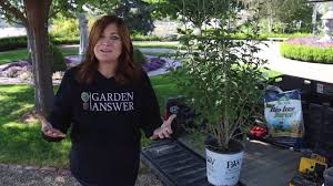 Modern yards require modern plants. Planting White Pillar Rose Of Sharon Youtube