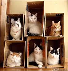 Search, discover and share your favorite cats gifs. Pippa Is 6 Years Smoke Free Today Celebrations Quit Train A Quit Smoking Support Group