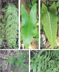 Image result for Odontosoria