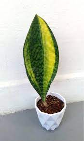 Sansevieria masoniana variegata whale fin. Variegated Whale Fin For Your Minimalist Scandinavian Home Sansevieria Masoniana Is Nicknamed Whale Fin Snake Plant