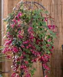 Image result for Rhodochiton atrosanguineum