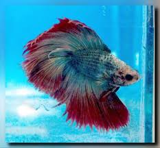 Not finding what you're looking for? Jigsaw Puzzle Rosetail Betta 9 Pieces Jigidi