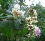 Image result for Vernonia nepetifolia