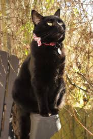 Black And White Cat With Bow Tie My Pretty Boy And His Bow Tie Are Back Again Pretty Cats Raining Cats And Dogs Black Cat