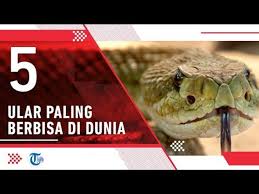 10 ular paling berbisa dan mematikan di dunia. 5 Ular Paling Berbisa Di Dunia Video Dailymotion