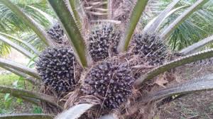 Peredaran benih kelapa sawit ilegal di masyarakat cukup banyak diperdagangkan bebas, yakni benih kelapa sawit yang tidak memenuhi aspek legalitas, karena selain diproduksi oleh lembaga. Jenis Bibit Sawit Terbaik Untuk Lahan Berbukit Review Kebun Sawit Jenis Ppks Varietas Dp 540 Youtube