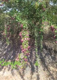 Image result for Terminalia kilimandscharica