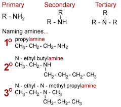 Amines And Amino Acids Organic Chemistry Organic Chemistry Study Chemical Structure