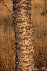 Image result for Commiphora viminea
