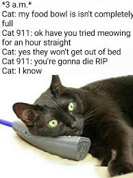 You Just Have To Say That You Re Fine Meme Compilation Funny Cats Compilation Funny Cats Videos Compilation 8 Funny Cat Compilation Funny Cat Videos Funny Cat Memes