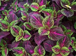 100pcs 12 Graines Coleus Differentes Charming Graines De Legumes Chinois Plantes Bonsai Pour Garden Gros Prix Gratuit Shippin Legumes Chinois Coleus Graine