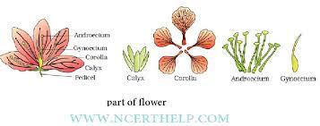 Morphology Of Flowering Plants Class 11 Notes Download In Pdf Planting Flowers Flowers Plants