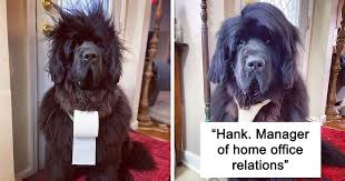 No doubt, animals are the cutest creatures of nature. Owner Does Her Dog S Hair Every Day Since The Lockdown Started And People Can T Wait To See What The Next Day Will Bring Bored Panda