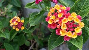 Nomi, fiori, succulente da appartamento e da esterno. La Lantana Una Pioggia Di Fiori Variopinti Blog Di Fiori E Notizie Fresche