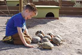 Russian Tortoise Care Tips Reptiles Magazine