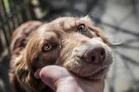 The hardest thing about diagnosing cancer in a dog or cat is that it manifests in symptoms that are so broad and across the spectrum. Studypages Using A Combination Of Therapies For Treatment Of Nasal Cancer In Dogs